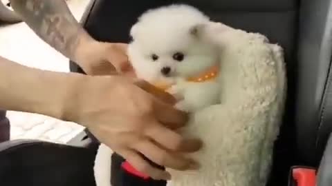 Cutest puppy ever we love to hug and kiss