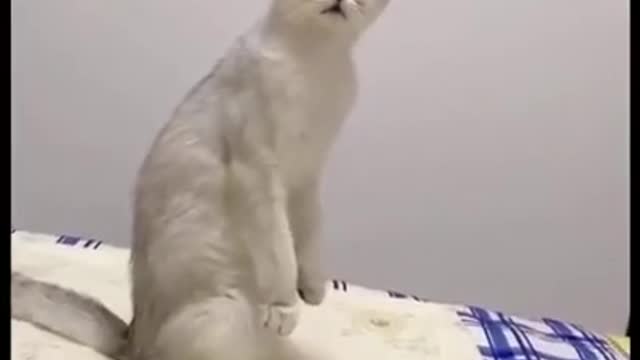 Funniest Animals - Best Of The 2021 Funny Animal Videos