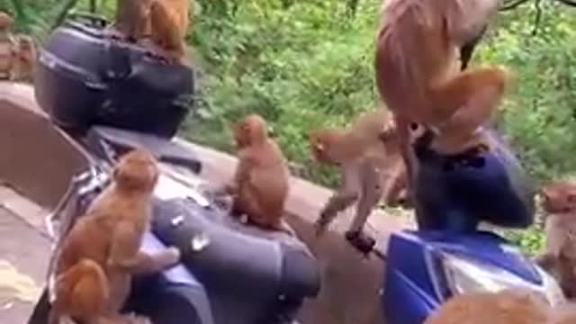 Monkey Mom Bring Baby To Super Market For Food