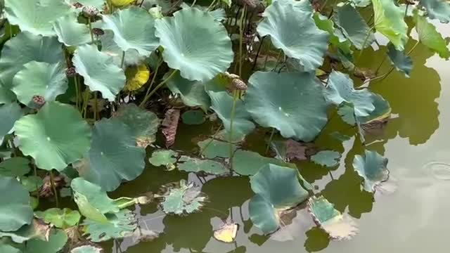 There are many lotus leaves in the pond