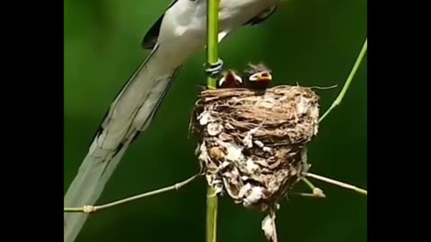 New born Bird 🐦