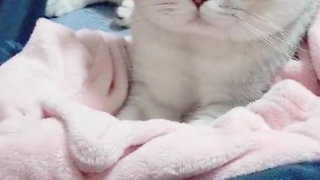 cute cat sleepy