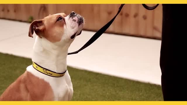 Dog and Puppy training you can trust | Dogs Trust Dog School