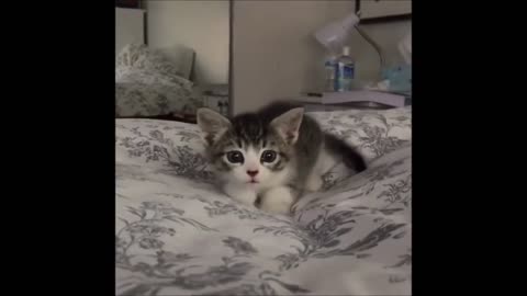 Baby cats -cute and funny