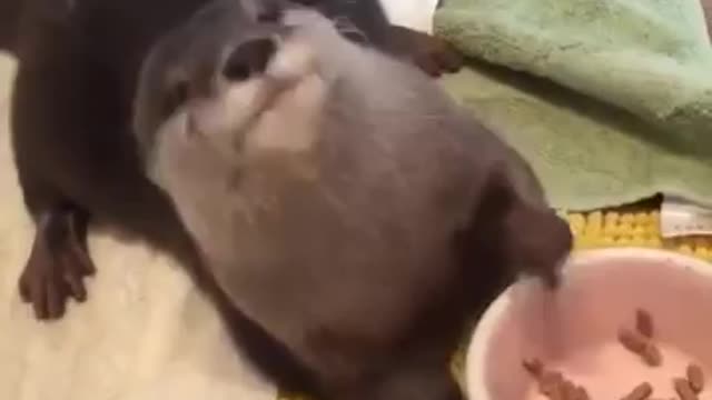 Cute Otter Enjoying His Snack