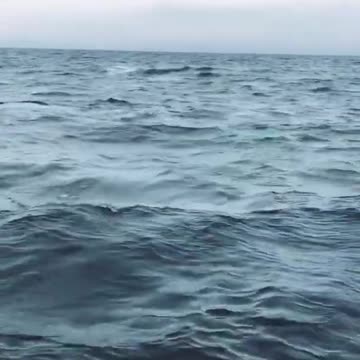 Whale Live Footage And Whale Reyal Sound