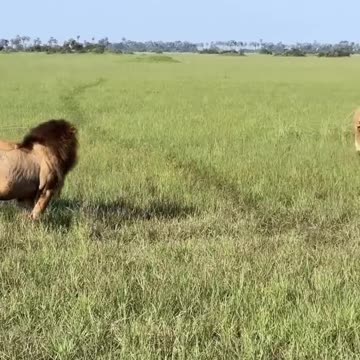Adult lion vs. two young males! Botswana