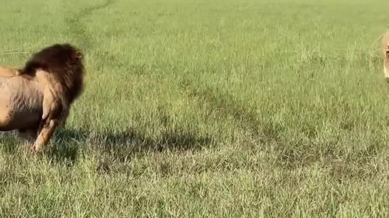 Adult lion vs. two young males! Botswana