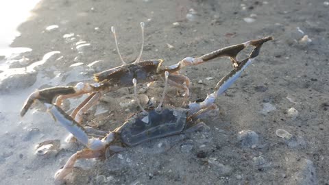 Crabs Battle in the Shallows