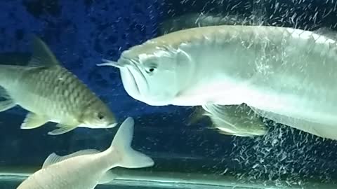 Big and calm brazil arowana