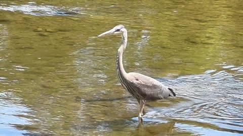 Juvenile Great Blue Heron