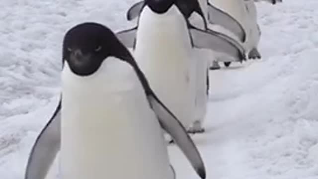 Adélie penguin