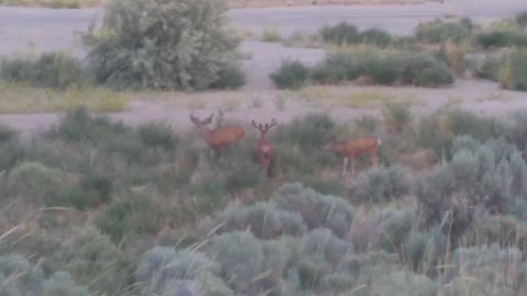 Big deer 2