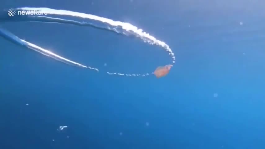 jellyfish coming too close to air ring