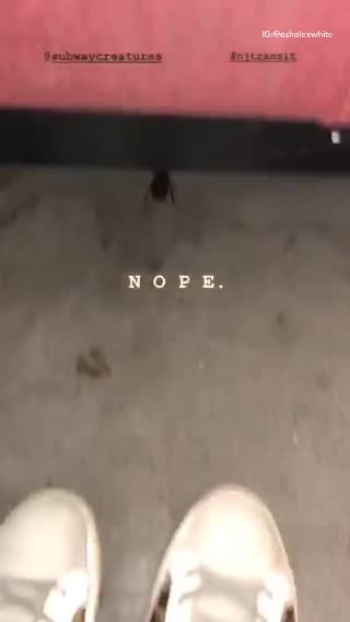 Giant cockroach underneath subway chair