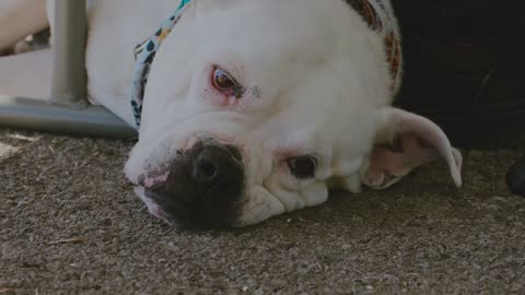 White Dog Lying and Sitting on the Ground