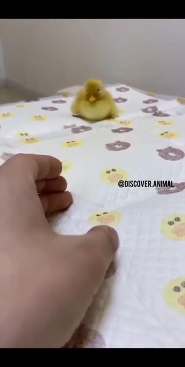 AWW Animals SOO Cute! Cute baby animals Videos