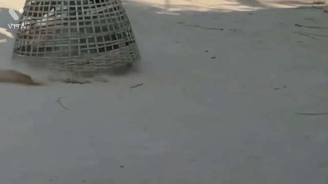 Dog locked up in basket funny shot video // frank बंद टोकरी में कुत्ता