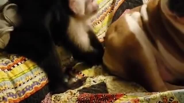 funny monkey puts finger in dog