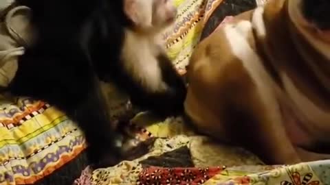 funny monkey puts finger in dog