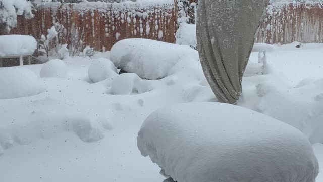 Spring snow storm here in lovely Colorado