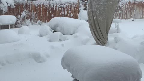 Spring snow storm here in lovely Colorado