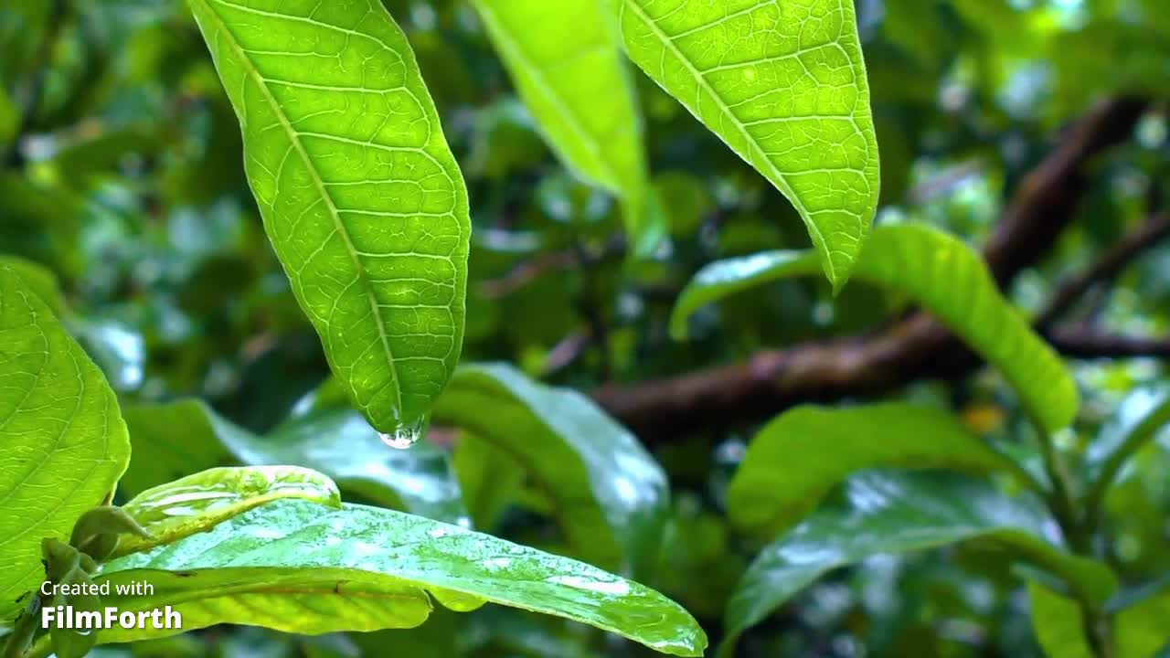 Rain in Forest