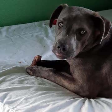 Claire Bear Eats Wood Again!