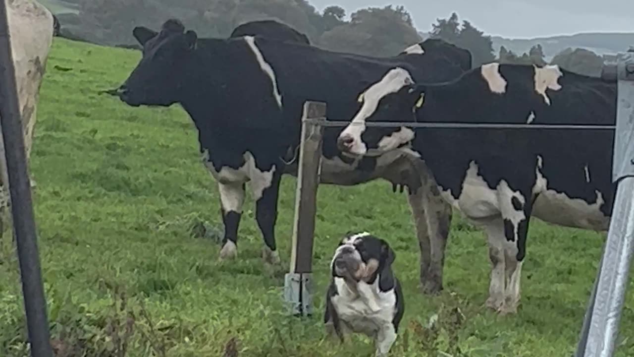 Lola the Bulldog Thinks She's a Cow