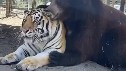 Bear & Tiger best friends