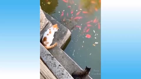 Dogs and cats being silly