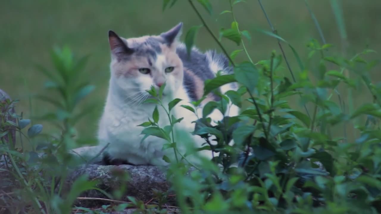 sleeping cat