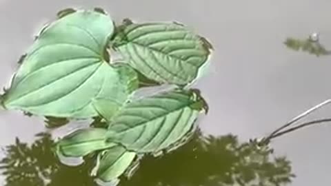 Leaves falling in the water