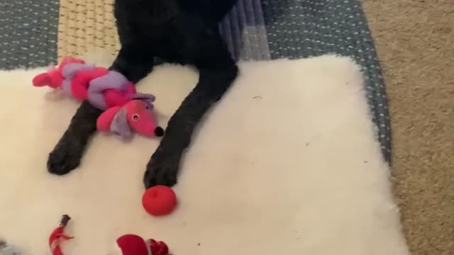 Dogs score big on toys from yard sale