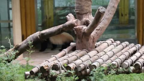 Funny video of cute panda