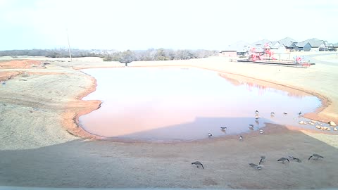 The Pond