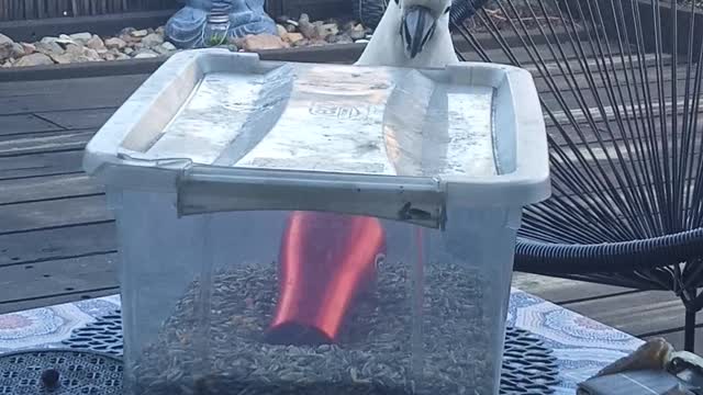 Cheeky Cockatoo Opens Container for a Feed