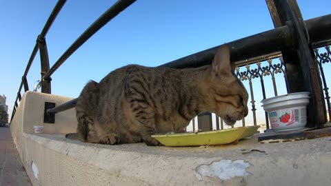 Homeless cat in Ras Al Khaimah, UAE: MICHAEL JACKSON #cat #cats #MichaelJackson #UAE #pets #pet #4u