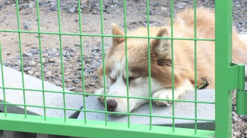 Puppy, Dog