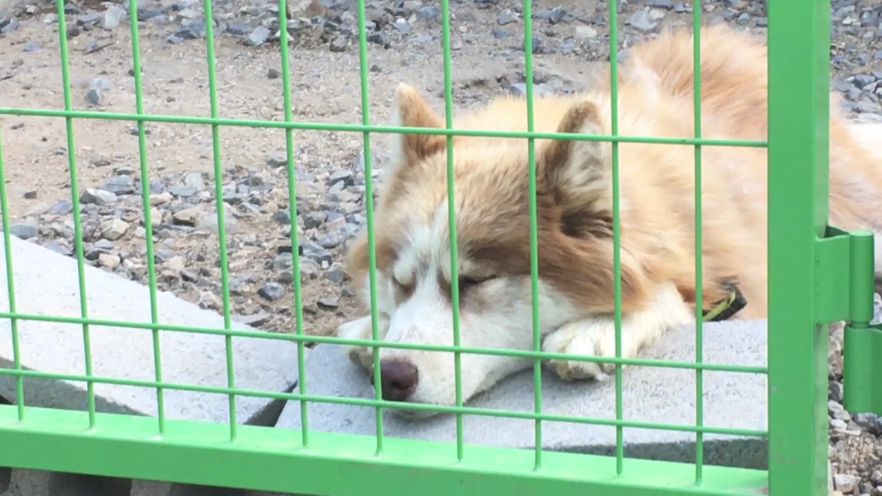 Puppy, Dog