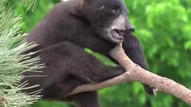 Bear cub playing in forest