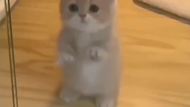 Cat😍😍😍_ cute cats. cute cat videos