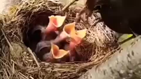 Very beautiful birds. The mother bird fed the babies so beautifully