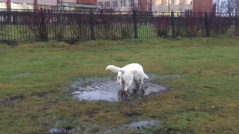 my friend's dog is walking