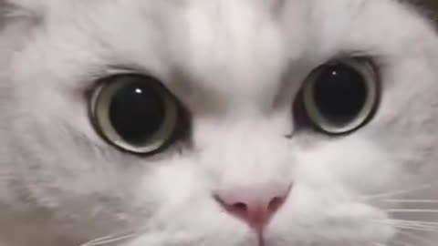 Cute Cats funny cat 🐈😺 videos