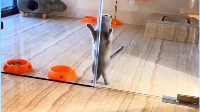 Cat Dancing on Music ! 🐹🐹🐹 #Shorts