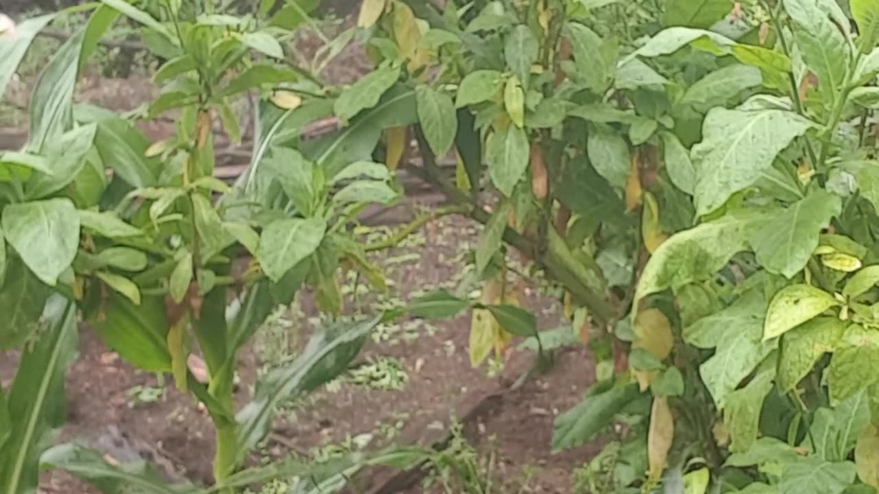 Trees grow to be burnt. Tobacco grows to be smoked.