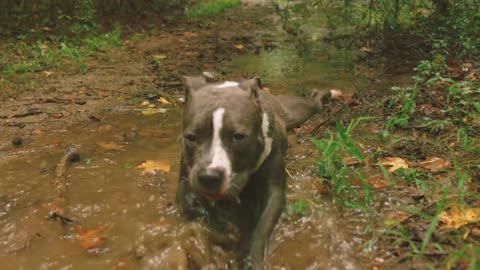 pitbull dog having fun in the water