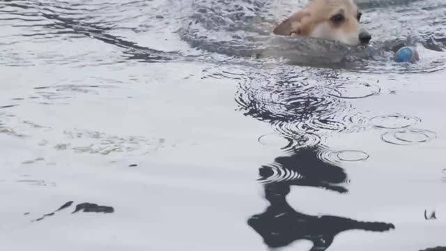 A dog playing with its owner