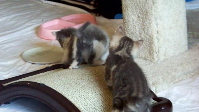 Zorro Lili and Tuffy ~ rescue babies play play